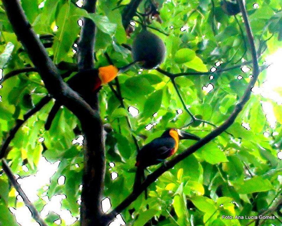 Rio Nature Hostel Rio de Janeiro Eksteriør billede