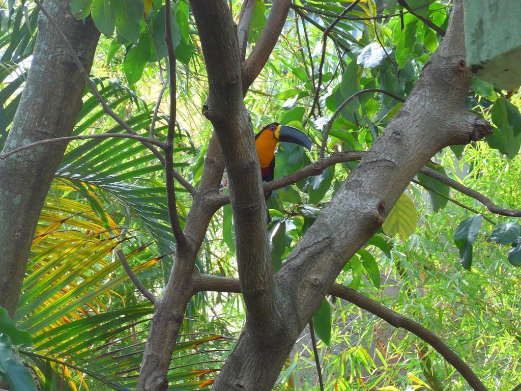 Rio Nature Hostel Rio de Janeiro Værelse billede